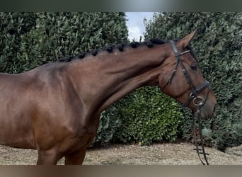 KWPN, Hongre, 3 Ans, 178 cm, Bai, in Oud Gastel