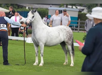 Welsh-A, Merrie, 10 Jaar, 124 cm, Schimmel, in Hengelo (Gld)