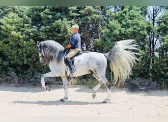 PRE Mix, Stallion, 15 years, 16.1 hh, Gray, in Madrid,