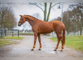 KWPN, Merrie, 4 Jaar, 167 cm, Vos, in Emlichheim