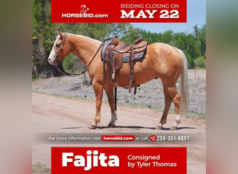 Quarter horse américain, Hongre, 6 Ans, Palomino, in Canadian, TX,