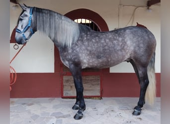 PRE Mix, Gelding, 7 years, 16.1 hh, Gray, in ALICANTE,