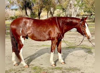 American Quarter Horse, Wallach, 5 Jahre, 142 cm, Roan-Red, in Paicines, CA,