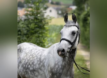 Wallach 14 Jahre
