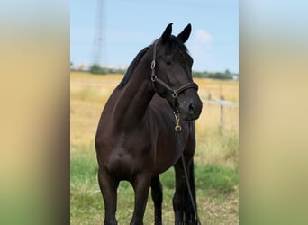 Sportivo Tedesco / Sportivo della Germania, Giumenta, 5 Anni, Baio scuro, in Karlsfeld