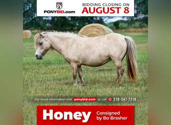 Weitere Ponys/Kleinpferde, Stute, 10 Jahre, 86 cm, Buckskin, in Phillipsburg, MO,