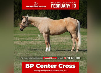 Quarter horse américain, Hongre, 12 Ans, Palomino, in Terrell, TX,