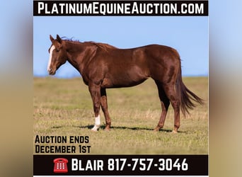 American Quarter Horse, Mare, 14 years, Chestnut, in Weatherford TX,