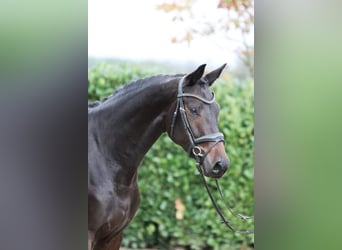 Hanoverian, Mare, 7 years, 16.2 hh, Black, in Moers,