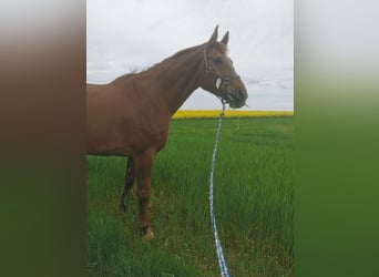 Gelding 12 years