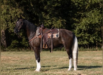 Missouri Foxtrotter, Wallach, 13 Jahre, 152 cm, Rappe, in Marble Hill