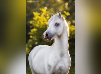 Welsh A (Mountain Pony), Gelding, 15 years, 11.1 hh, Gray, in Kisdorf,