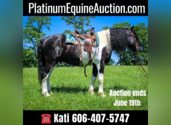 Percheron, Gelding, 11 years, 17.1 hh, Tobiano-all-colors, in Maysville KY,