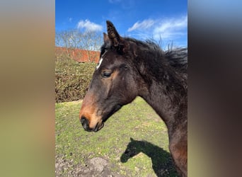 Hanoverian, Stallion, 1 year, 16.3 hh, Smoky-Black, in Wagenitz,
