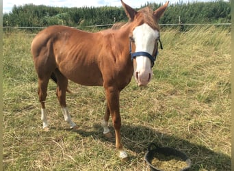 American Quarter Horse, Mare, 2 years, 14.1 hh, Chestnut, in Apfeldorf,