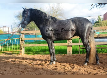 PRE, Stallion, 4 years, 16 hh, Gray-Dapple, in Vejer de la Frontera,