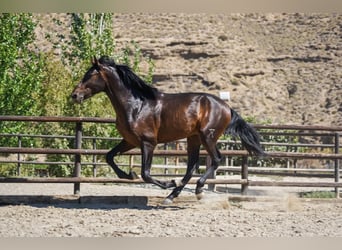 PRE Mix, Hengst, 5 Jahre, 166 cm, Rotbrauner, in Malaga,