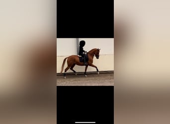 Merrie 6 Jaar