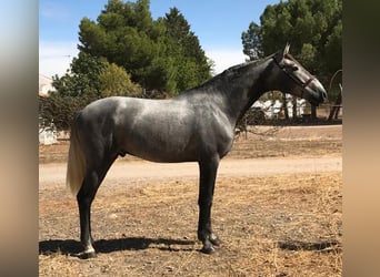 PRE Mix, Stallion, 4 years, 15.3 hh, Gray, in Madrid,