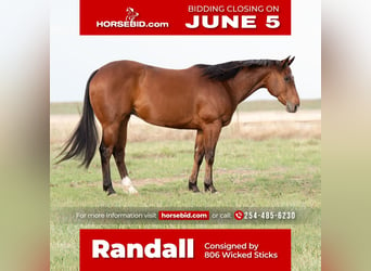 Quarter horse américain, Hongre, 11 Ans, Bai cerise, in Canyon, TX,