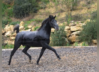 PRE, Stallion, 3 years, 16 hh, Gray-Dark-Tan, in Vejer de la Frontera,