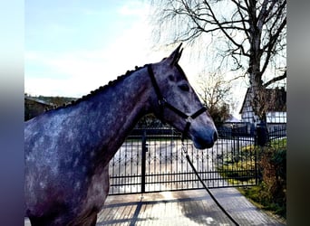 Oldenburger Springpferd, Wallach, 7 Jahre, 172 cm, Kann Schimmel werden, in Sangerhausen