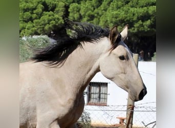 Andalusian, Mare, 3 years, 15.1 hh, in Vejer de la Frontera,