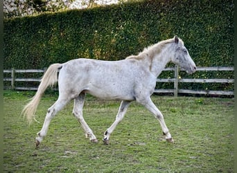 Knabstrupper, Hengst, 2 Jahre, 158 cm, Tigerschecke, in Fredensborg