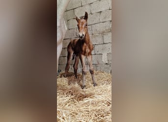 Zangersheider, Stallion, 2 years, 16,1 hh, Brown, in Schnega Schnega