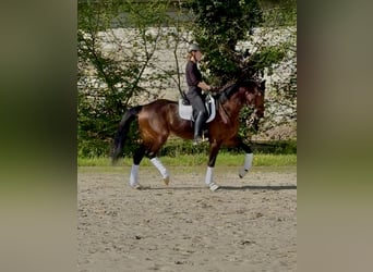Mare 5 years