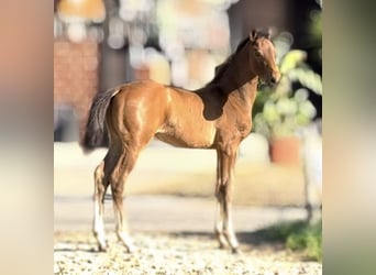 Hengst 