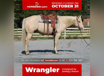Quarter horse américain Croisé, Hongre, 12 Ans, 155 cm, Palomino, in Jonestown, PA,
