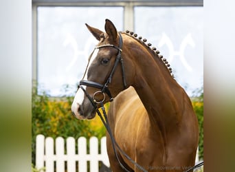 Hannover, Giumenta, 4 Anni, 166 cm, Sauro, in Verden