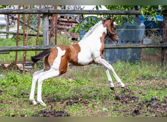 American Paint Horse, Stallion, Foal (05/2026), 15.2 hh, Tobiano-all-colors, in Straelen