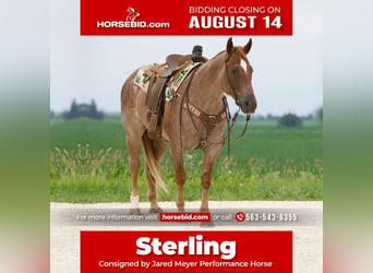 American Quarter Horse, Gelding, 7 years, 15 hh, Roan-Red, in Bernard, IA,