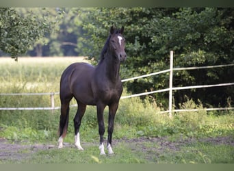 Oldenburg-International (OS), Gelding, 4 years, 16,2 hh, Brown, in Versmold