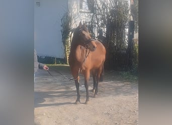 Irish Sport Horse, Stute, 9 Jahre, 152 cm, Brauner, in Lage,