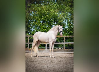 Cruzado, Ruin, 6 Jaar, 163 cm, Cremello, in Poeldijk