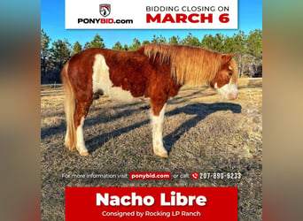 Plus de poneys/petits chevaux, Hongre, 8 Ans, 112 cm, in Millen, GA,