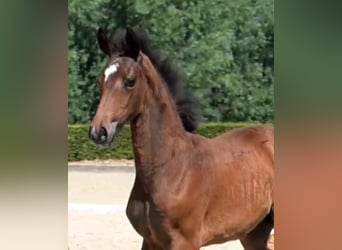 Hanoverian, Mare, , Brown, in Gro&#xDF; Ippener