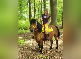 Other Breeds, Mare, 6 years, 14.3 hh, Brown, in Linkenbach,