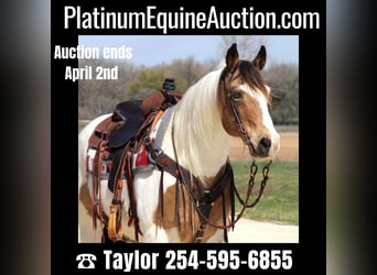 American Quarter Horse, Wallach, 13 Jahre, 155 cm, Tobiano-alle-Farben, in Morgan Mill TX,