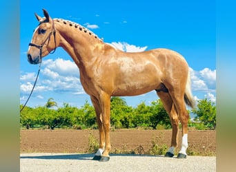 Portuguese Sport Horse Mix, Stallion, 2 years, 15 hh, Pearl, in Moncada,