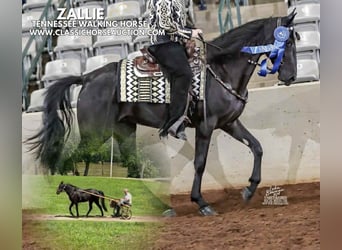 Tennessee walking horse, Gelding, 3 years, 15 hh, Black, in Malta, OH