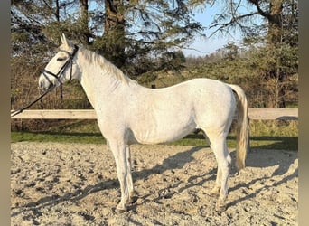 Lipizzaner, Wallach, 9 Jahre, 147 cm, Schimmel, in S&#xFC;derl&#xFC;gum,