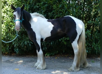 Tinker, Merrie, 6 Jaar, 143 cm, Gevlekt-paard, in Lathen,