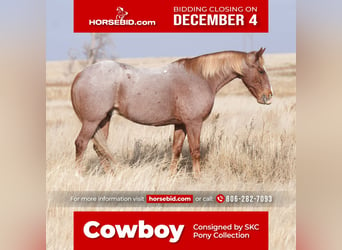 Quarter Pony, Ruin, 10 Jaar, 132 cm, Roan-Red, in Canyon, TX,