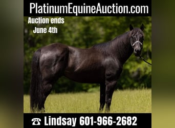 Quarter horse américain, Hongre, 9 Ans, 155 cm, Noir, in Bovina MS,