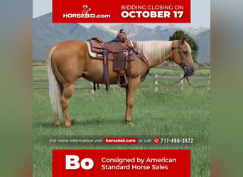 Quarter horse américain Croisé, Hongre, 14 Ans, 152 cm, Palomino, in Needmore, PA,