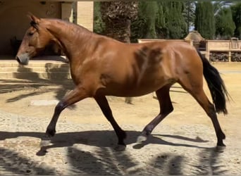 PRE, Yegua, 8 años, 165 cm, Castaño rojizo, in Fuentes De Andalucia,